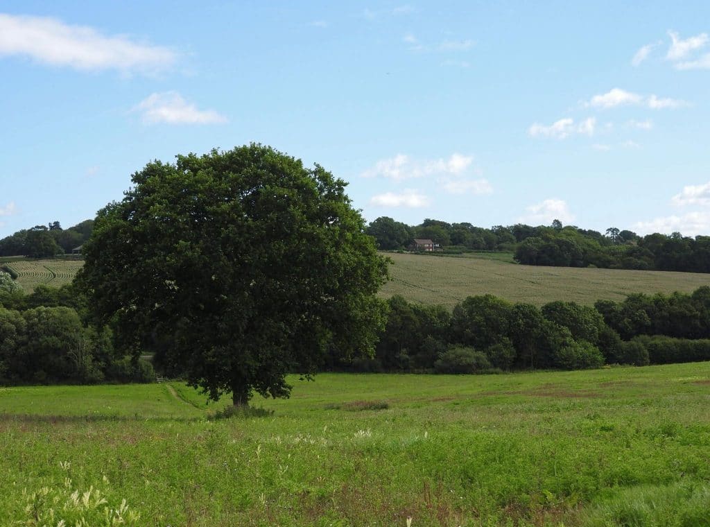 A tree in a field