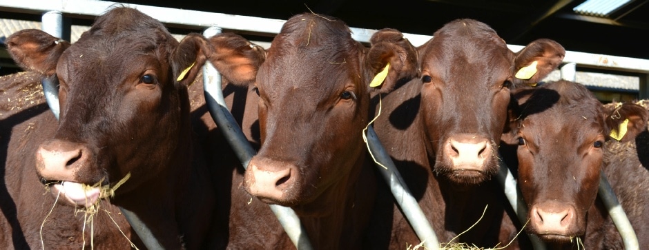 Heathfield Agricultural Show