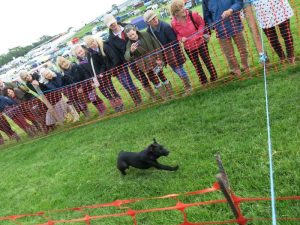 Terrier racing
