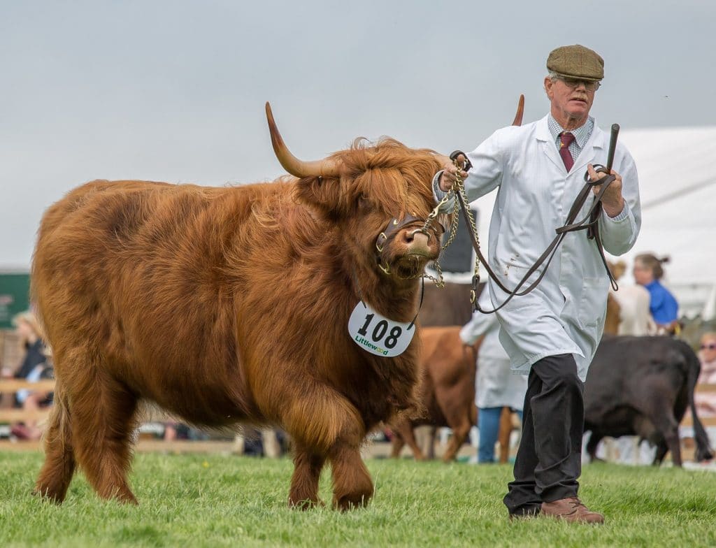 Highland cow with handler