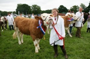 Young handler holding a calf