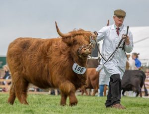 highland cattle