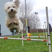 Puppy Training from Friendly Creatures in October