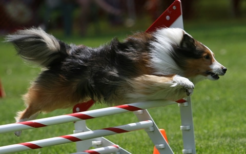 Friendly Creatures puppy training events