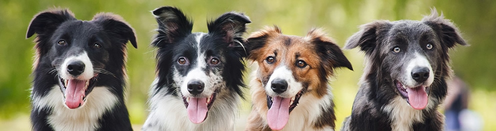 Recall Training for your dog, by Friendly Creatures