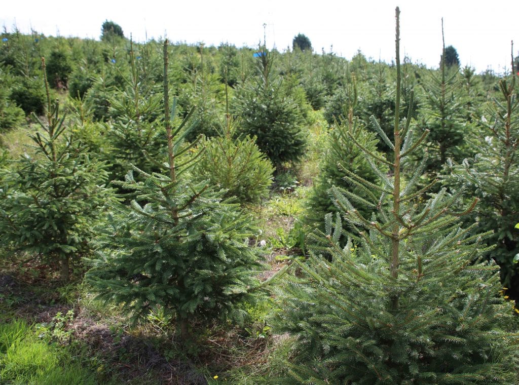 Which Christmas tree should you choose? We have all the answers and