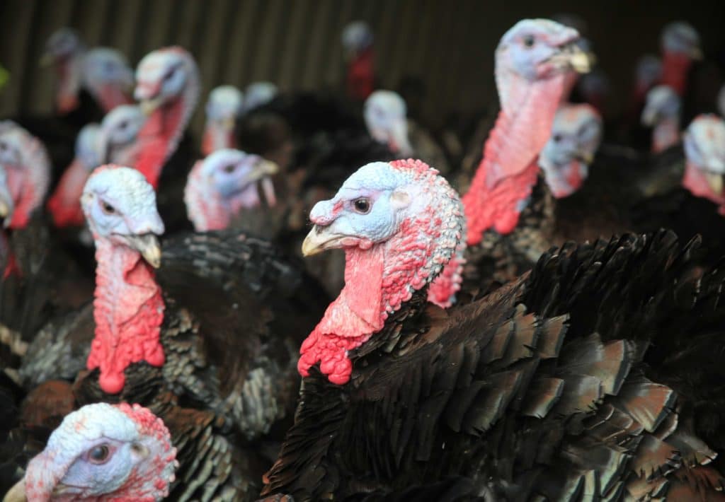 turkeys
