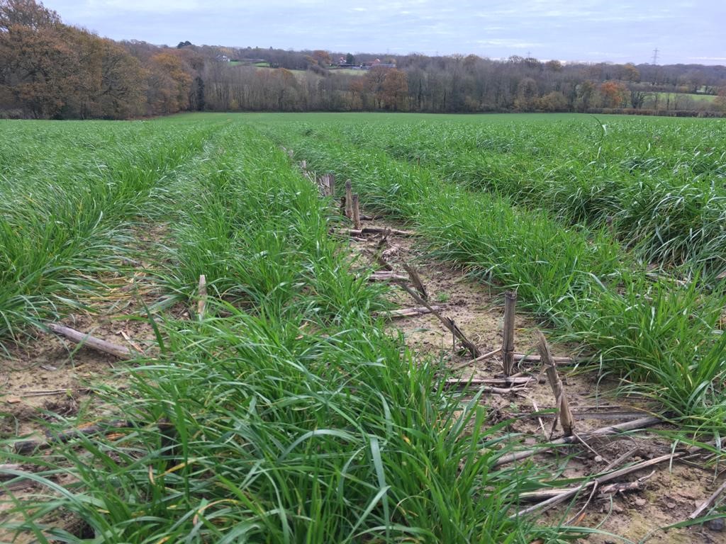 Crops in field in Heathfield