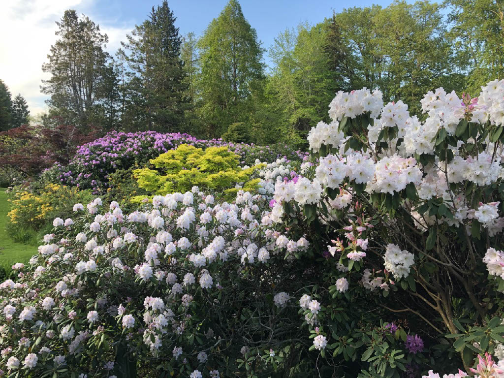 White Flowers in a garden