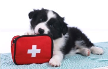 CPD Standard Dog First Aid Course at Punnetts Town