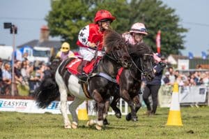 shetland pony grand national